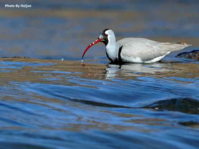 峡谷中观赏百态鹮嘴鹬