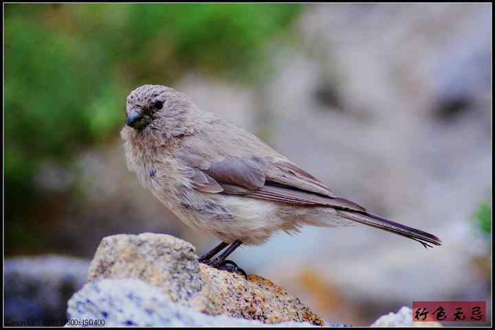 新疆鸟类大全——行色无忌的南疆鸟类摄影