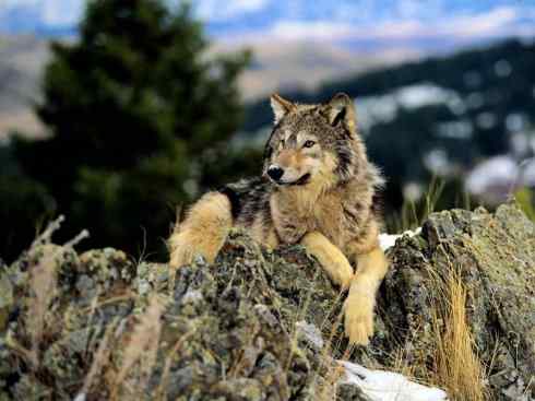 犬科：犬亚科犬属之灰狼