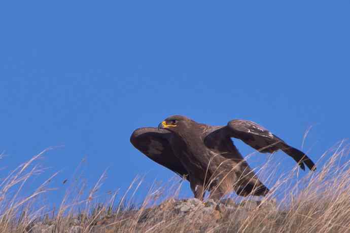 达里诺尔圆梦 克什克腾摄雕