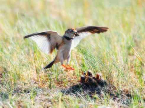 家禽驯化之源之二十八