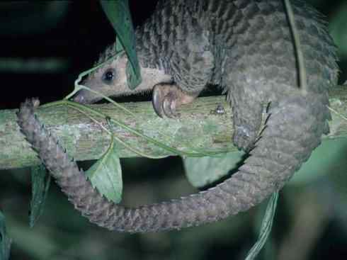 动物世界：山寨还是原创之六