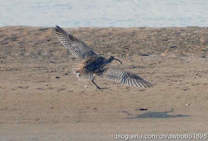 浅水湾：观日出赏美杓