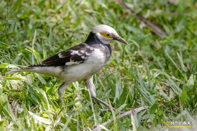 厦门的鈥湶四疋濃斺敽诹扉Ｄ