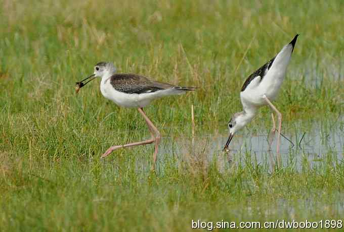 鸬鹚红腿儿和麦鸡鈥斺斈诿晒勰裥校ㄋ模
