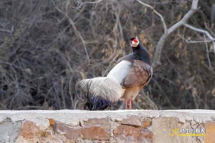 玄中古寺拍鈥満致恚Γ┾