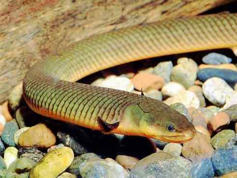 鱼类活化石：多鳍鱼