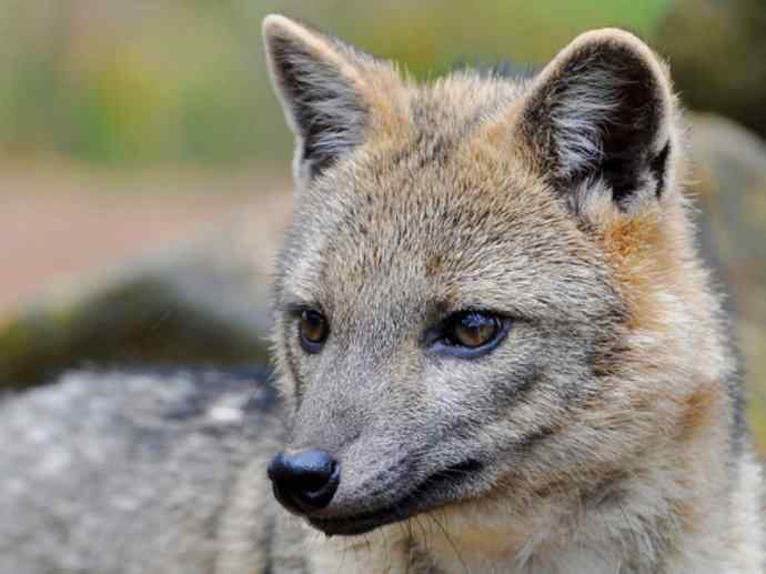 犬科：狐亚科食蟹狐属之食蟹狐