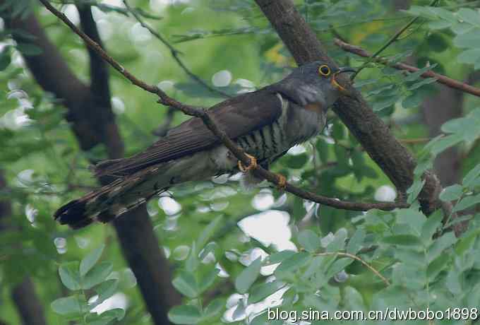 夏日欢鸣的四声杜鹃