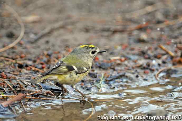 浴(戴菊鸟) 浴(戴菊鸟)