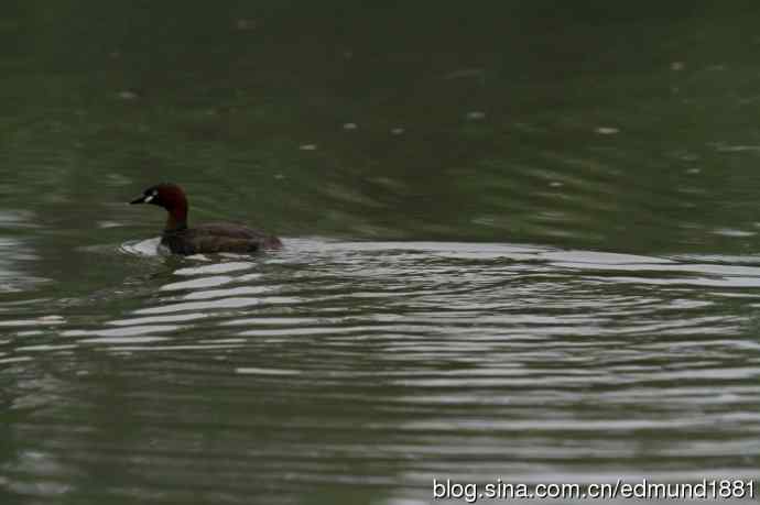 杭州西溪湿地拍菜鸟