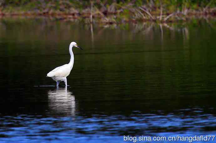 美国鸟类摄影——雪鹭（4）