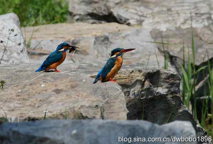 小翠儿过节踩蛋忙