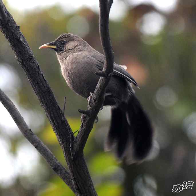 北京西山&nbsp;wbr路&nbsp;wbr北红尾鸲和山噪鹛