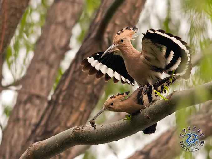 首次拍到戴胜奇观（组图，20张图片）