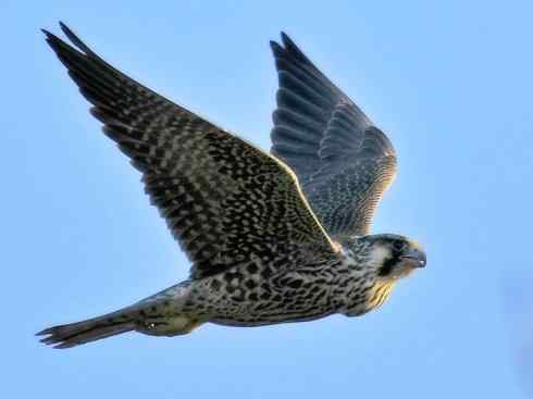 家禽驯化之源之六