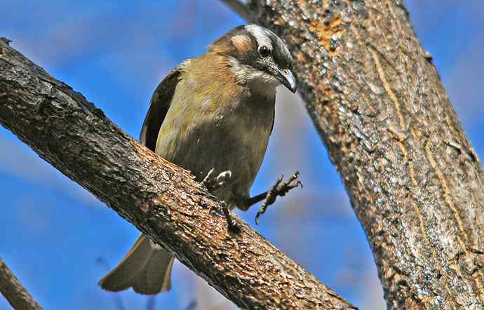 北京植物园赏鸟（六），白头鹎（组图）