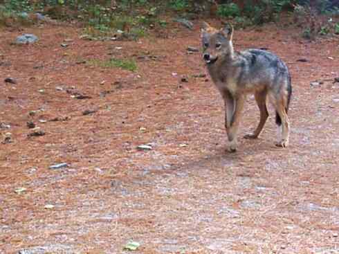 犬科:犬亚科犬属之郊狼、红狼 犬科:犬亚科犬属之郊狼、红狼
