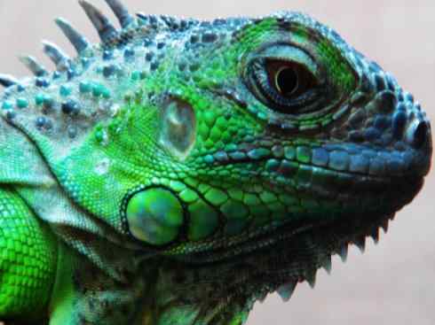 自然奇观：动物大迁徙(绿鬣蜥）