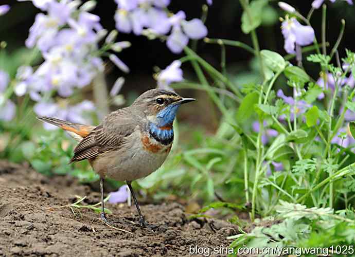 蓝喉歌鸲 wbr1 蓝喉歌鸲 wbr1