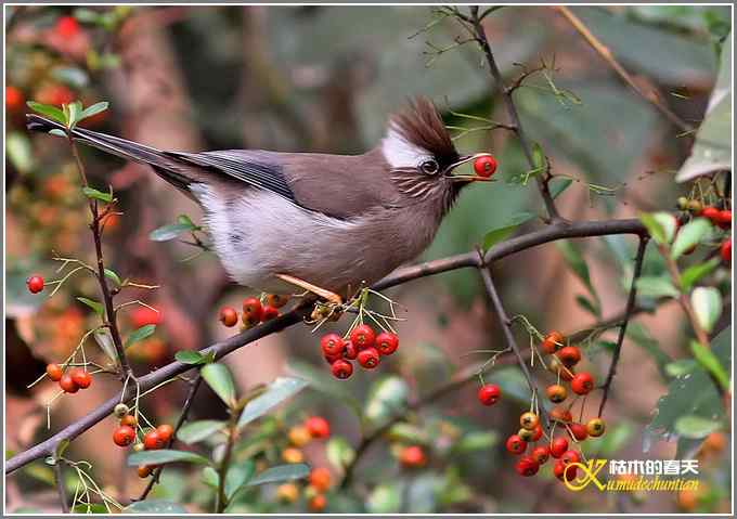 白领凤鹛【照片】 白领凤鹛【照片】