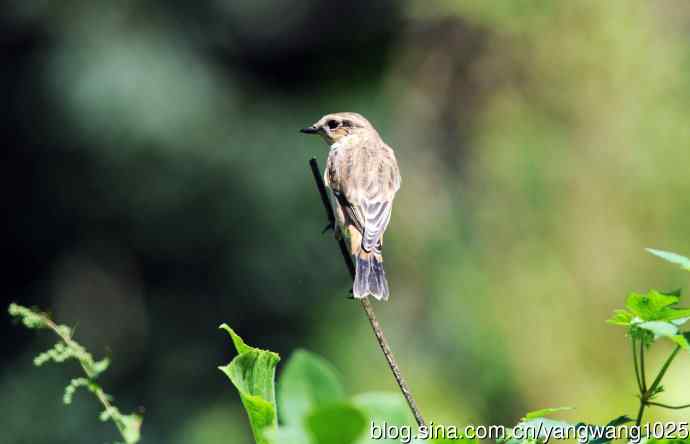 雌性黑喉石鵖（4）