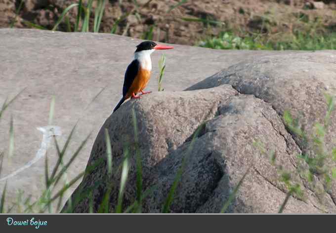 蓝矶鸫和沿河城的那些鸟