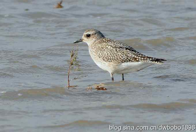 灰斑鸻和楔尾伯劳