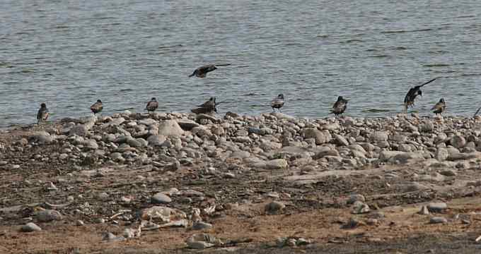 小燕子穿花衣 小燕子穿花衣