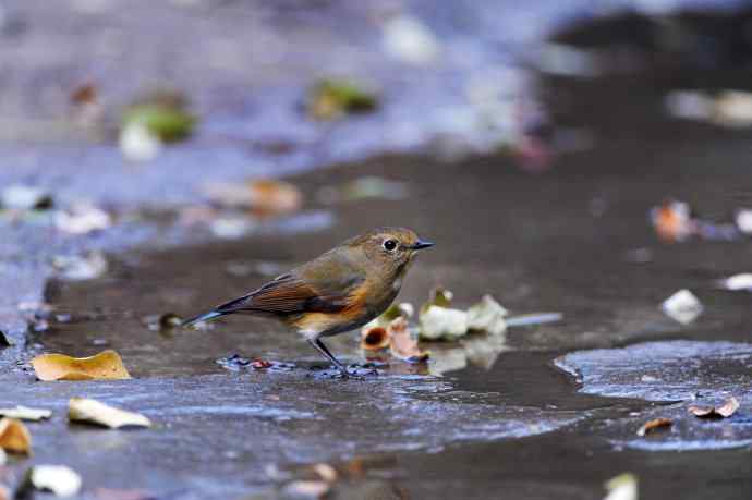 雌性红胁蓝尾鸲（7）