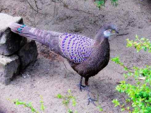 凤凰：传说中的鸟原型探秘（孔雀雉）