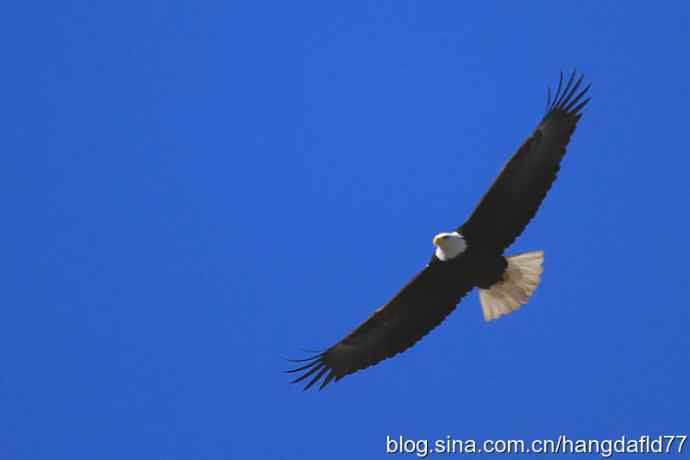 美国鸟类摄影——白头海雕