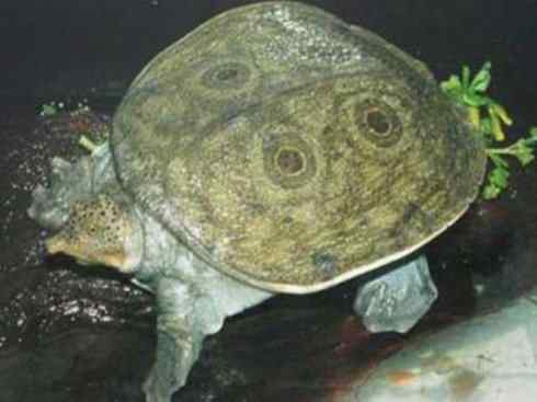 玄武：传说的兽原型探秘（鳖）