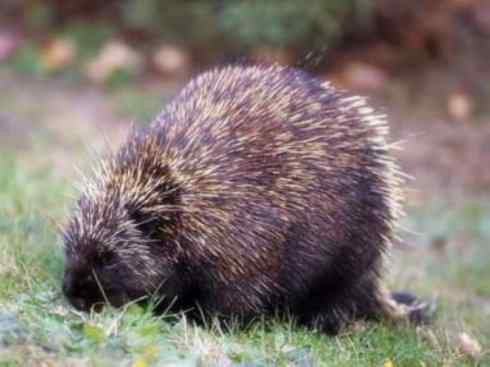 动物世界：山寨还是原创之二