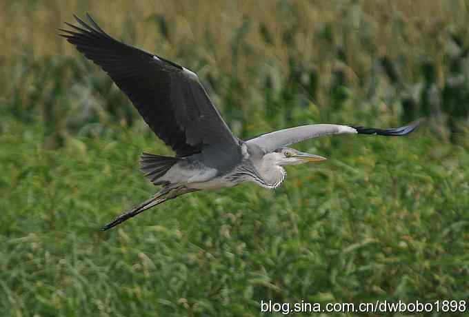飞翔的苍鹭