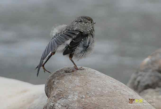 父爱如山：实拍红尾水鸲和它的四个宝宝们