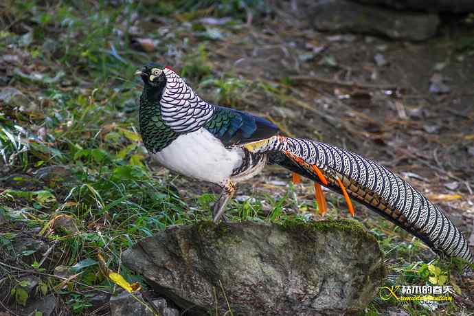 康定拍“白腹锦鸡”