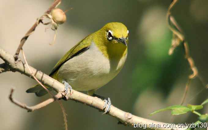 第一次遇到绣眼鸟（组图）