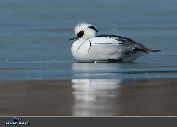 白秋沙和罗纹鸭记录