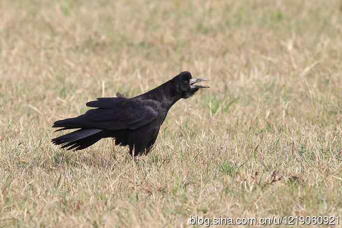 秃鼻乌鸦