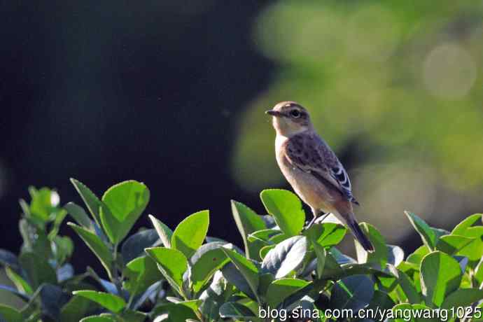 黑喉石鵖鸟(1) 黑喉石鵖鸟(1)