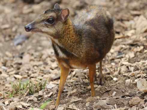 麒麟：传说的兽原型探秘（长颈鹿）