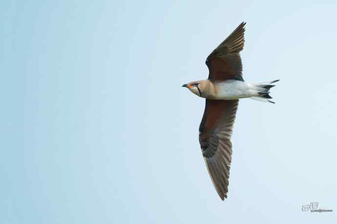 湖北襄阳的普通燕鸻 湖北襄阳的普通燕鸻