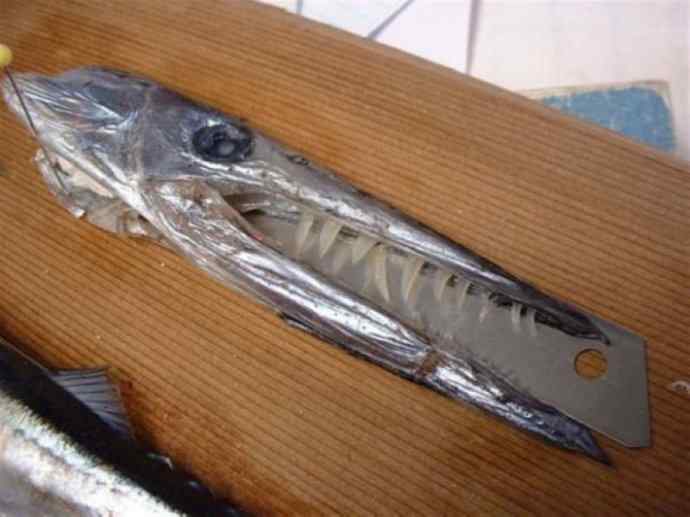 鱼类活化石：帆蜥鱼