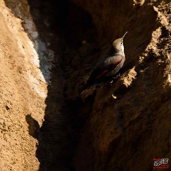 北京十渡 wbr路 wbr红翅旋壁雀 北京十渡 wbr路 wbr红翅旋壁雀