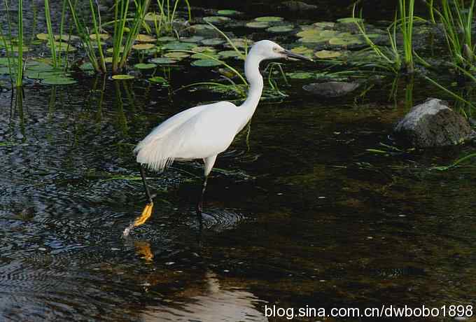 鸟友同游怀沙河 鸟友同游怀沙河