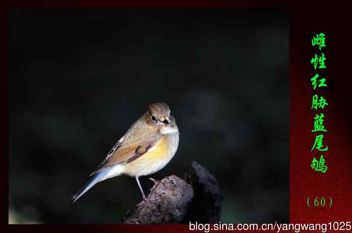北京天坛公园的鸟类——雌性红胁蓝尾鸲（60）