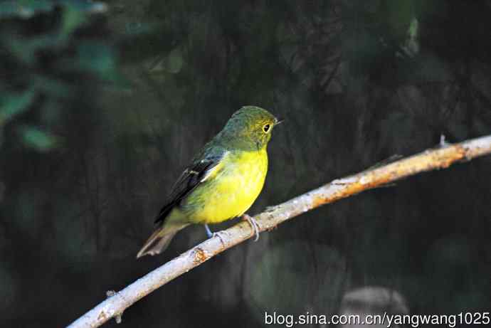 雌性绿背姬鶲（7）