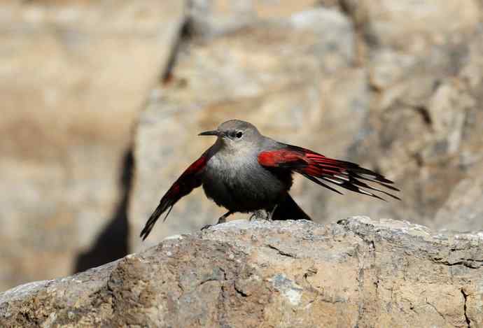 红翅旋壁雀 红翅旋壁雀