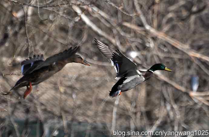 飞（绿头鸭）3